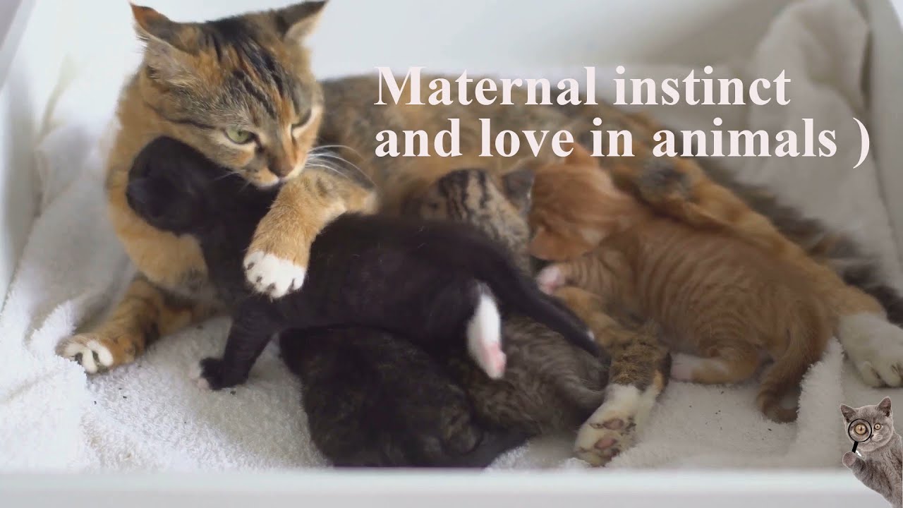 Maternal instinct and love in animals
