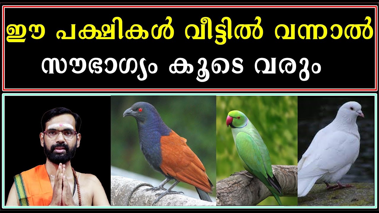 ഈ പക്ഷികൾ വീട്ടിൽ വന്നാൽ സൗഭാഗ്യം കൂടെ വരും If these birds come home, good luck will come with them