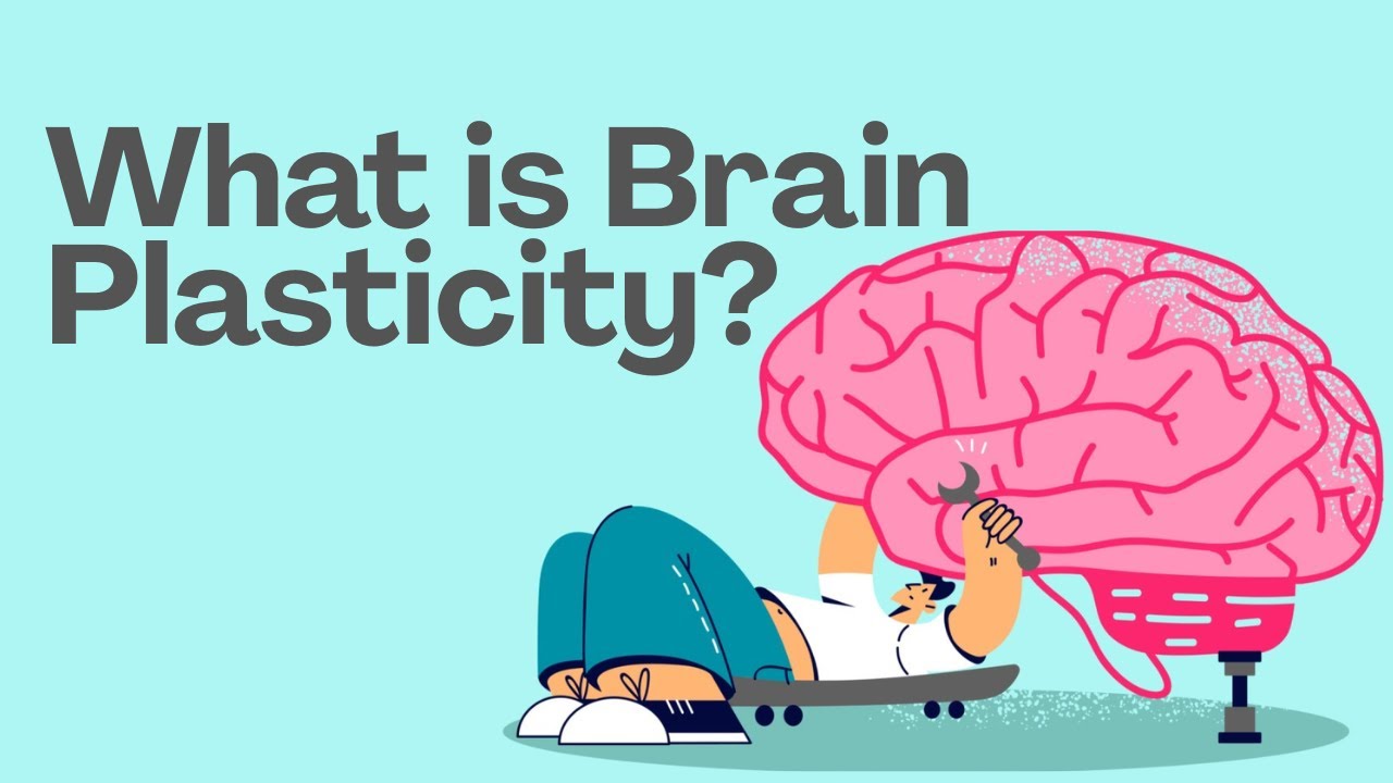 What is Brain Plasticity? | How Your Brain Learns, Adapts, and Changes
