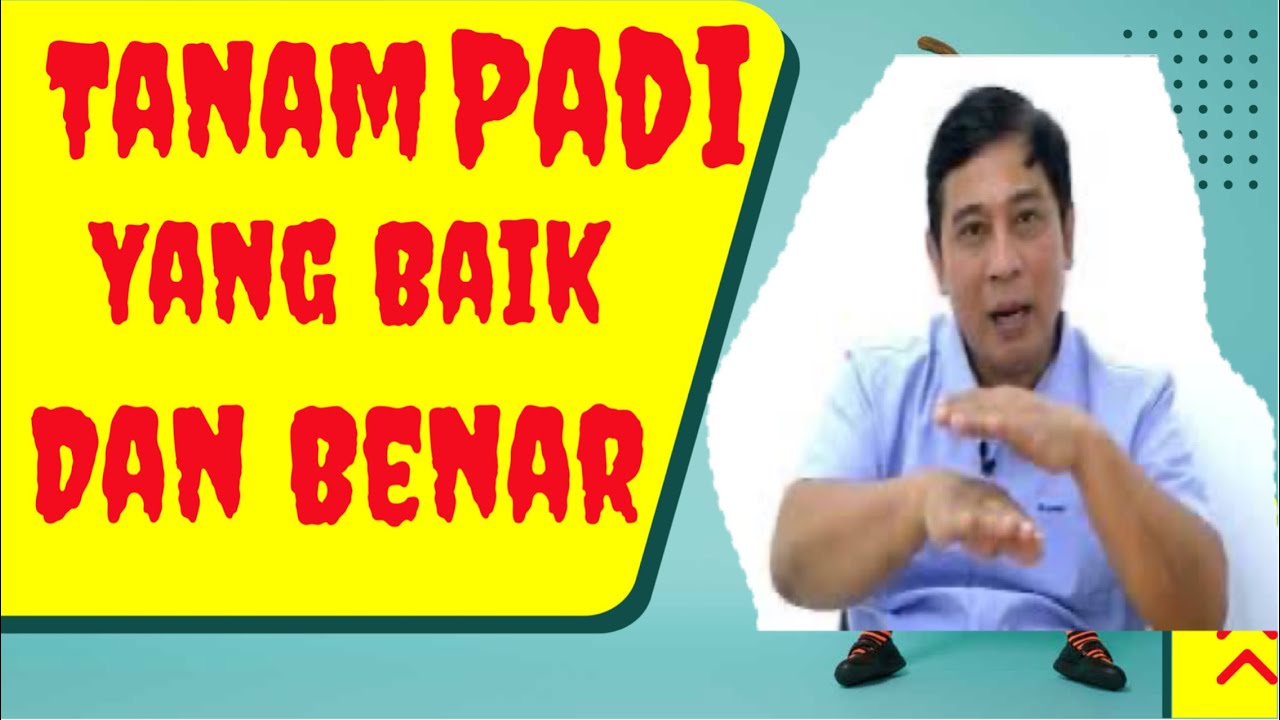 Cara menanam padi Yg benar #bayudiningrat  #bayusehatmandiri #pertanian