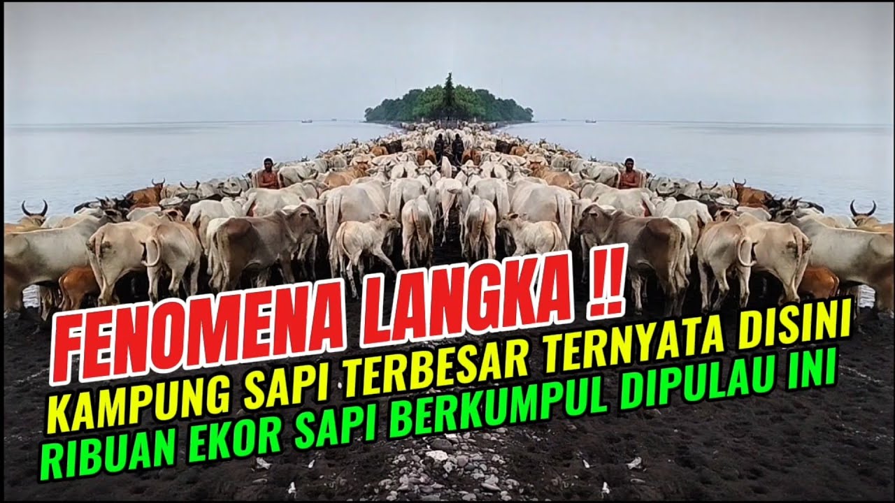 Pemandangan Langka ! Tak Banyak yang Tahu Laut Ini Jadi Jalur Ribuan Sapi Setiap Hari
