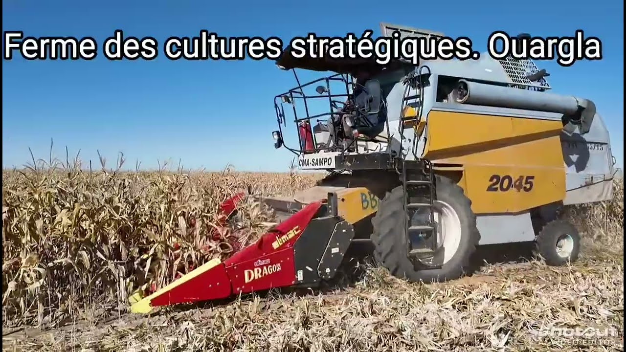 R&eacute;colte de ma&iuml;s grain &agrave; la ferme des cultures strat&eacute;giques Soummam de Ngoussa Ouargla