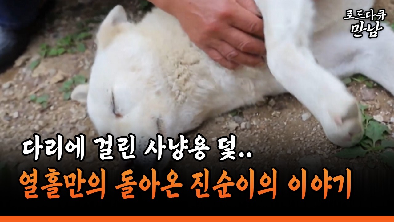 [로드다큐 만남 88-4] 다리에 걸린 사냥용 덫.. 열흘만의 돌아온 진순이의 이야기