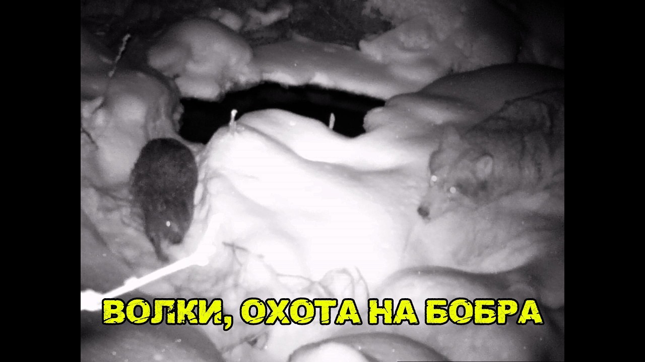 ВОЛКИ, ОХОТА НА БОБРА (WOLVES, BEAVER HUNT) #animals #wildlife #фотоловушка #волки #бобры