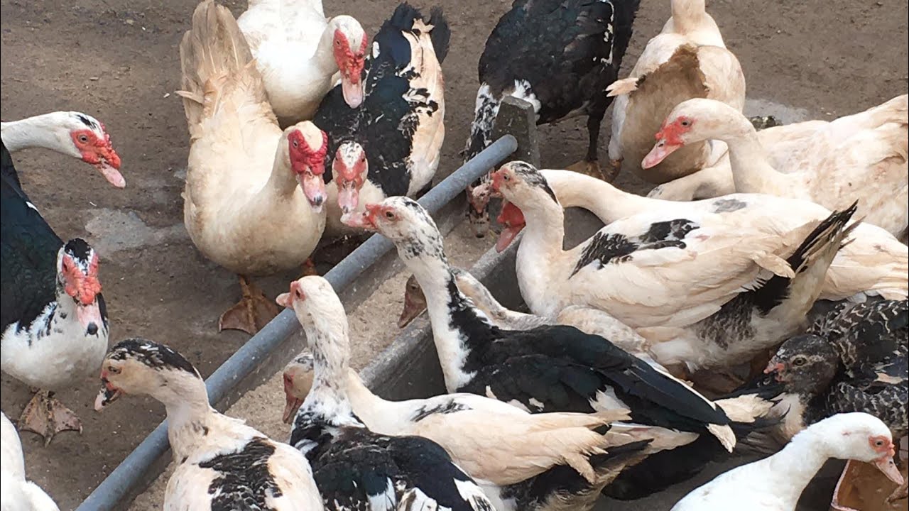 Duck farming in Ghana  0543458886