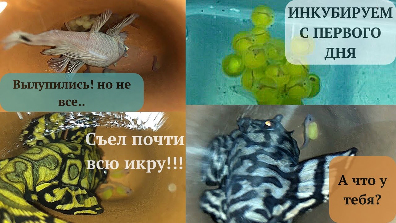 Нересты их результаты: #l236sy #l236sw #l144 Ancistrus Snow White. Инкубация икры #hypancistrus