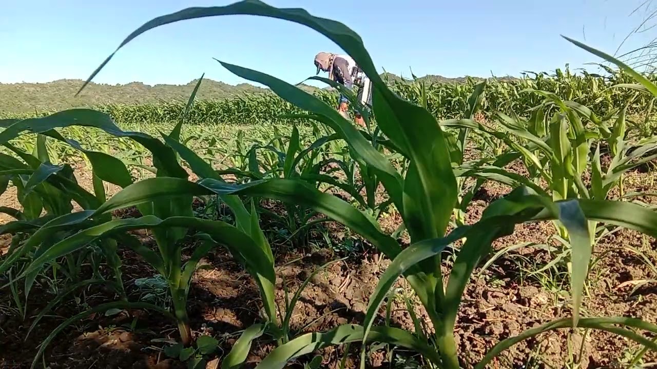Paano Ang tamang paraan sa pag aabono Ng mais sa hustong gulang gamit Ang urea46-00 .