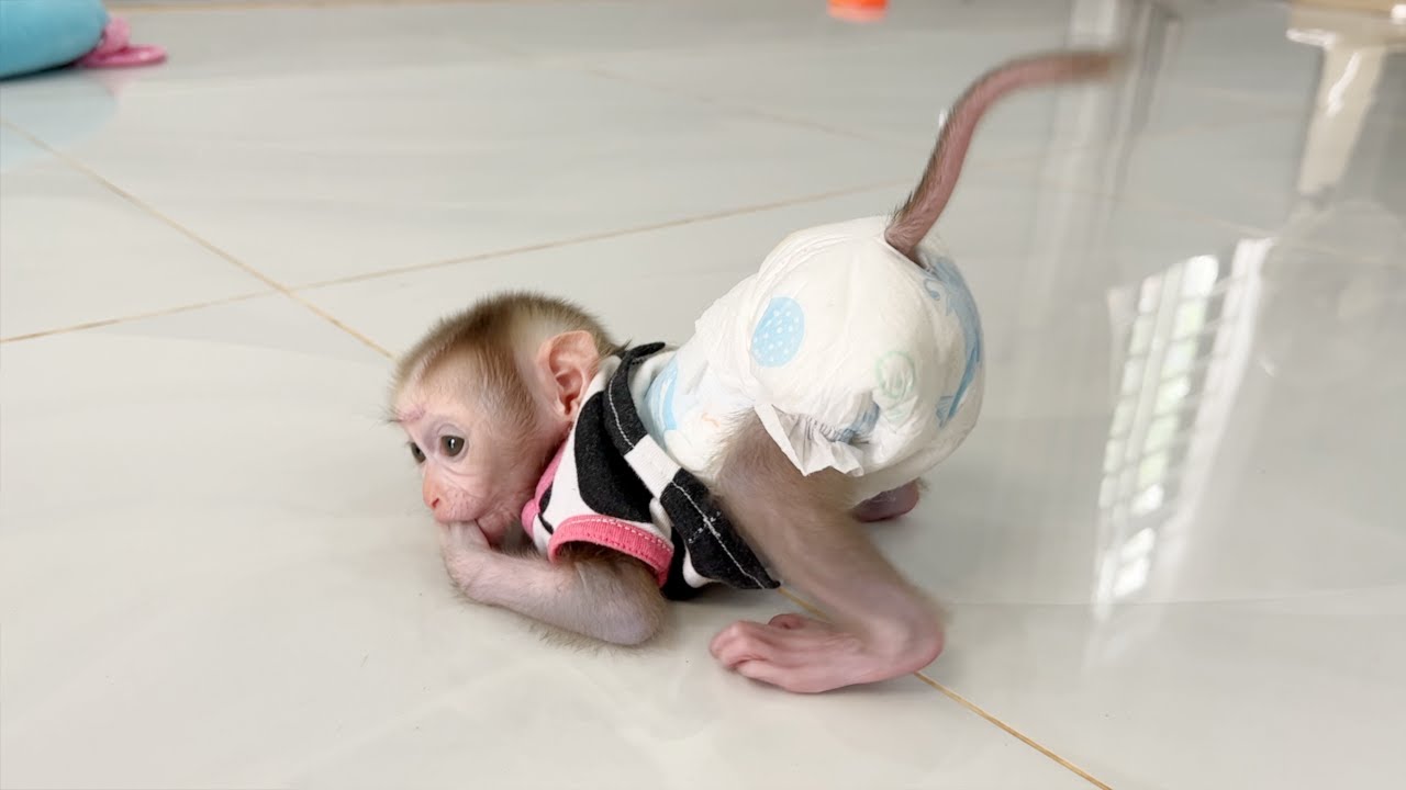Baby Monkey Tauch Starting Temper After Long Find Mom