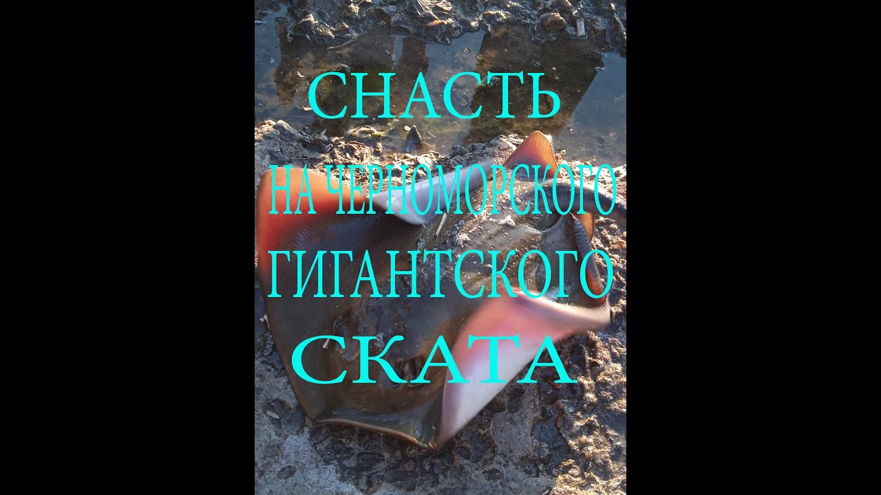 Снасть на черноморского ската. МУТИ - КРУТИ