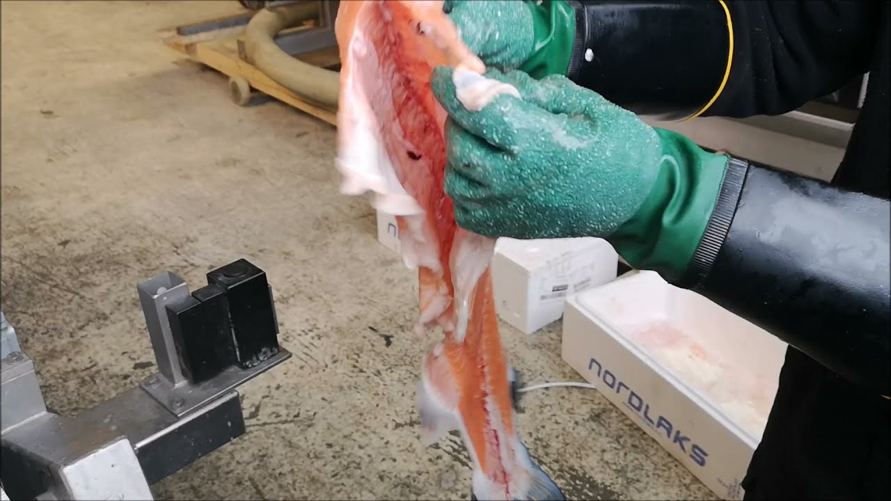 Baader 201 Fileteringsmaskin for ekstra stor fisk &ndash; laks og hvitfisk