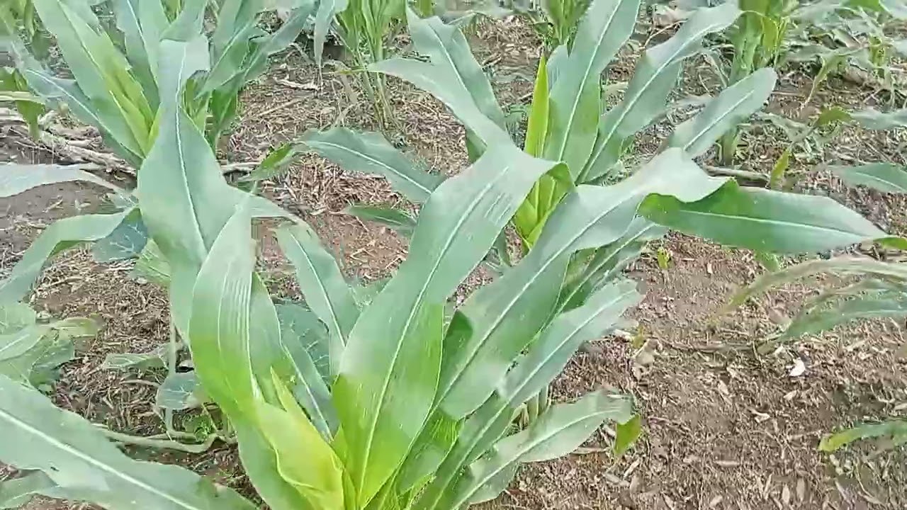 Tumpang sari jagung dan waloh