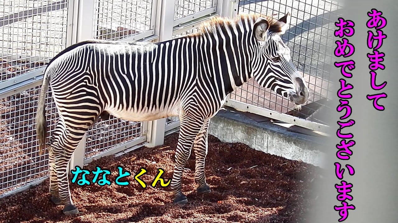 あけましておめでとうございます　～８年７ヶ月振りにアフリカ園大放飼場にグレビーシマウマが～　京都市動物園より「ななと」くん来園　Grevy's zebra(グレビーシマウマ)　多摩動物公園