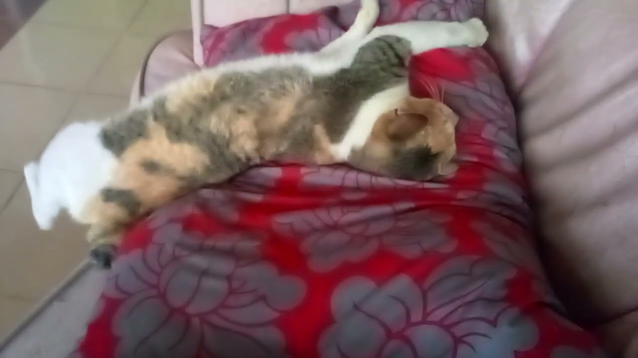Kucing bobok beralas bantal
