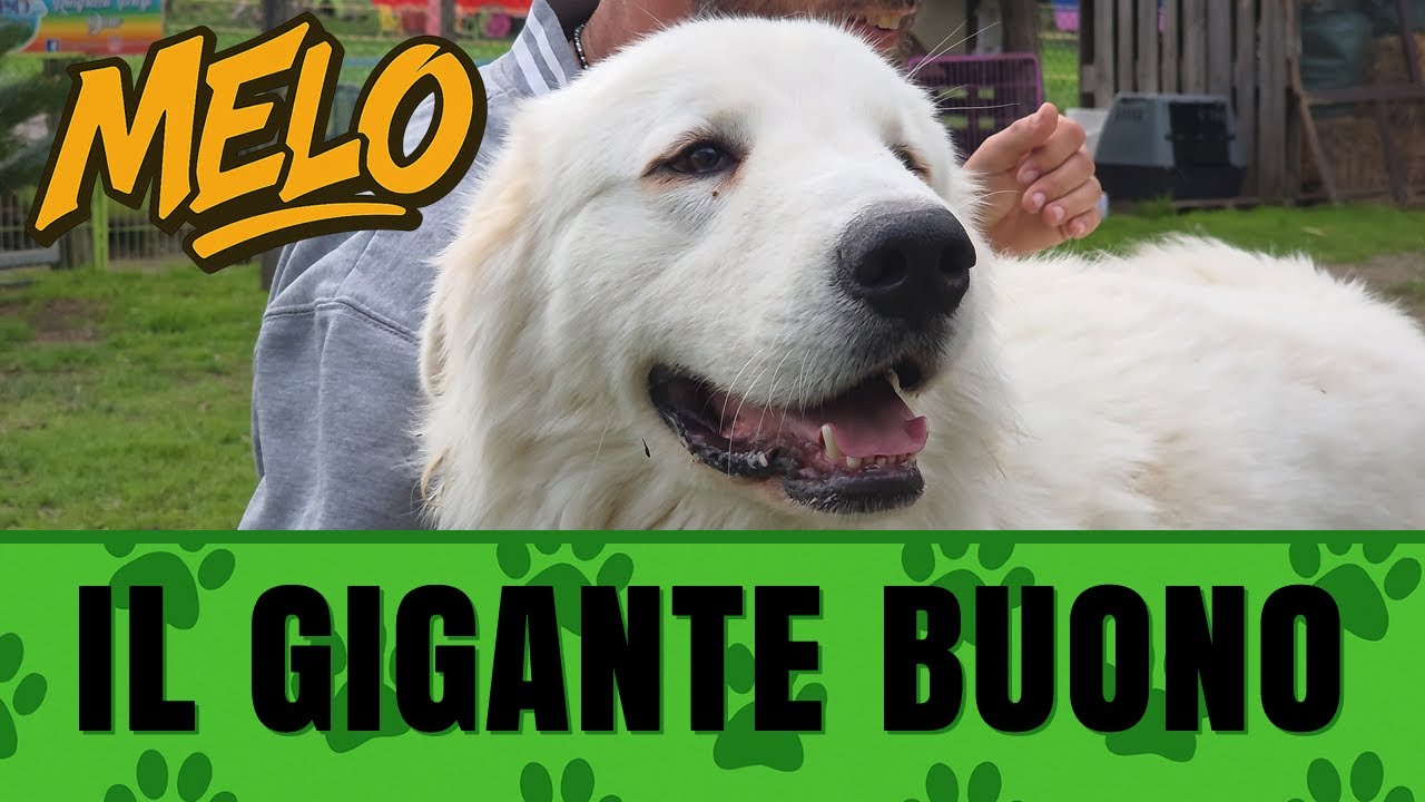 Un PASTORE MAREMMANO atipico: lui si chiama MELO ❤️🦴 Guarda COSA SUCCEDE! 😮 Addestratore cinofilo