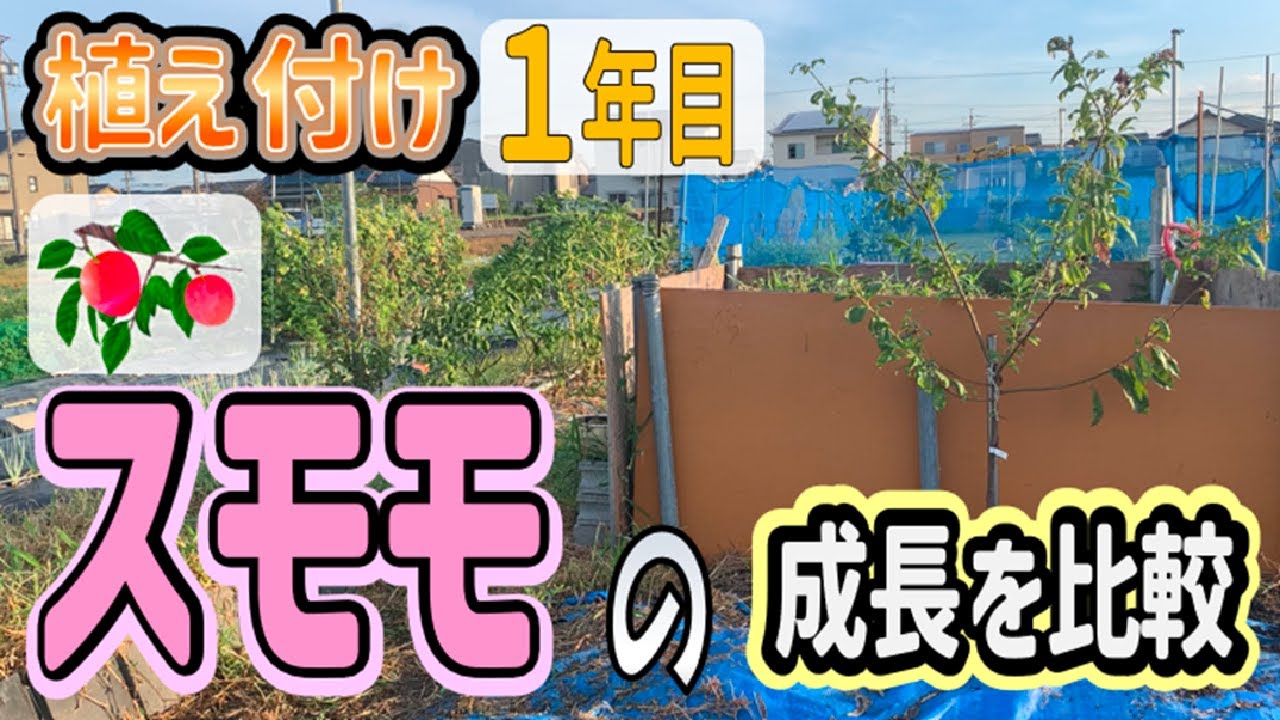 【スモモ栽培】20240823 植え付け1年目 スモモの成長を比較【ソルダム】【サンタローザ】