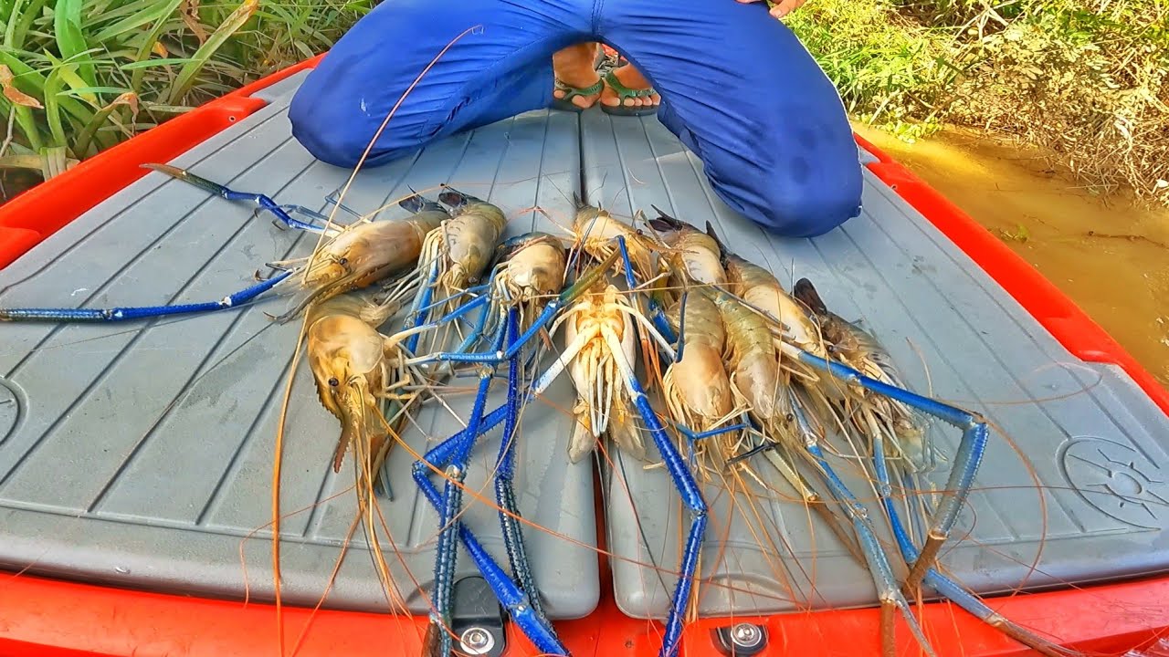PESCARIA DE CAMARÃO GIGANTE NO ANZOL ISSO É INCRÍVEL MAS PEGA MESMO EU FILMEI!