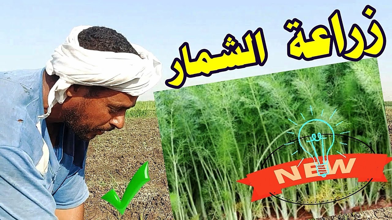زراعة الشمار أو الشبت ☝الري والتسميد ☝حتى جني الأرباح
