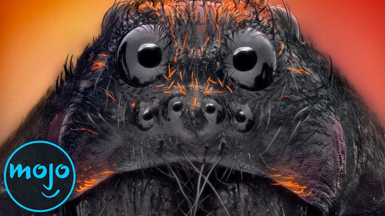 Top 10 Longest Living Insects