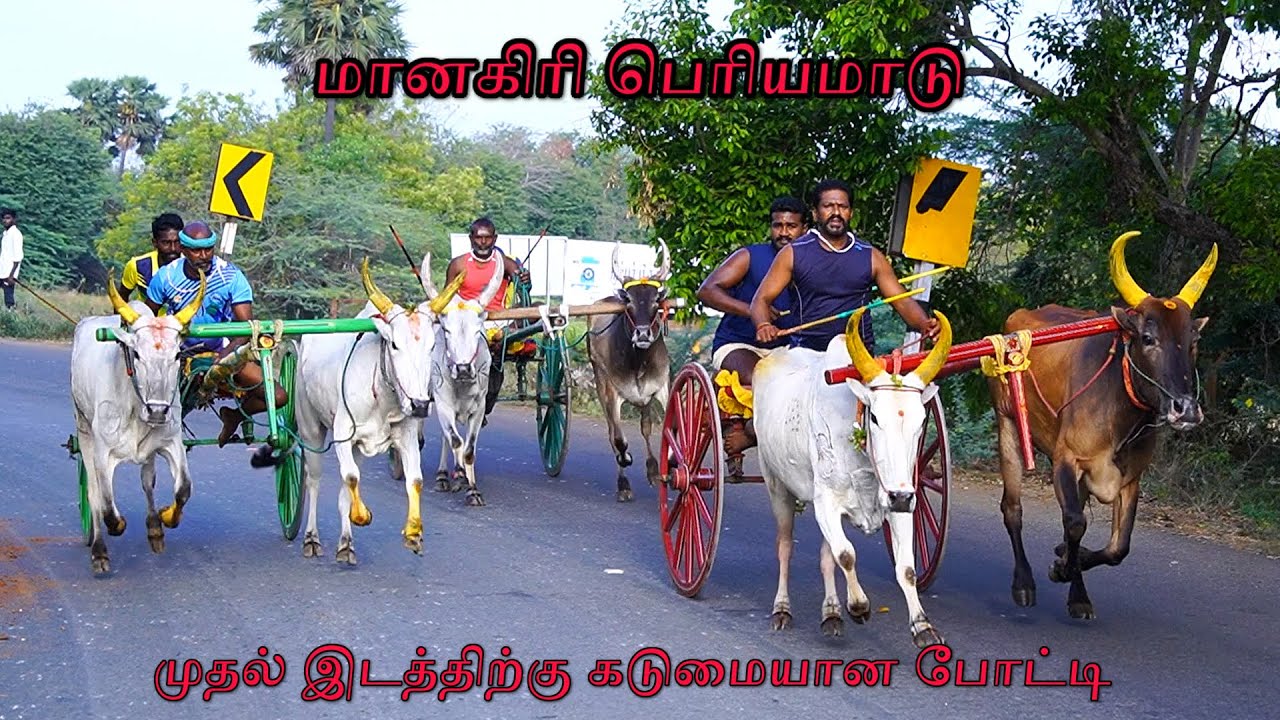 பெரியமாடு-மானகிரி-பந்தயம்_26.04.2023_V_Photography