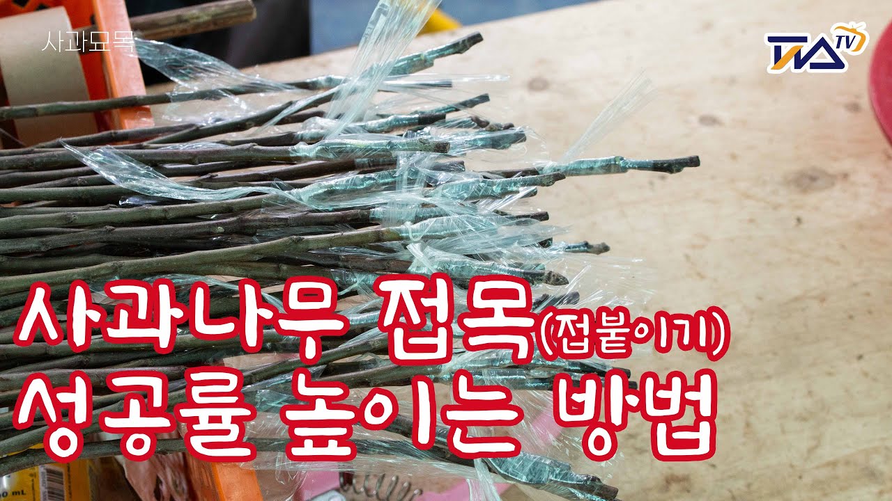 사과묘목 나무 접목(접붙이기) 성공률 높이는 방법! 이 영상 보면 접붙이기는 쉬워요~