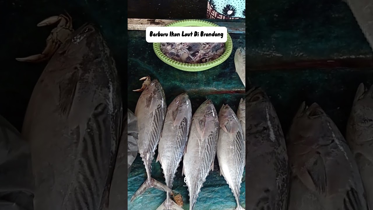 kepiting 