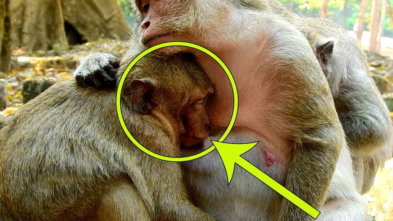 What Happen To SweetPea If Popeye Has A Baby One Day| SweetPea Not Give Up Milk From Mum
