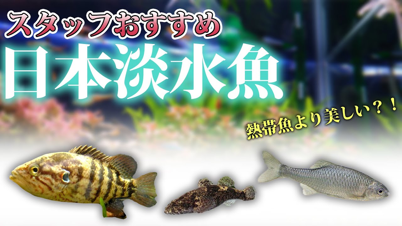 熱帯魚より美しい！？おすすめ日本淡水魚