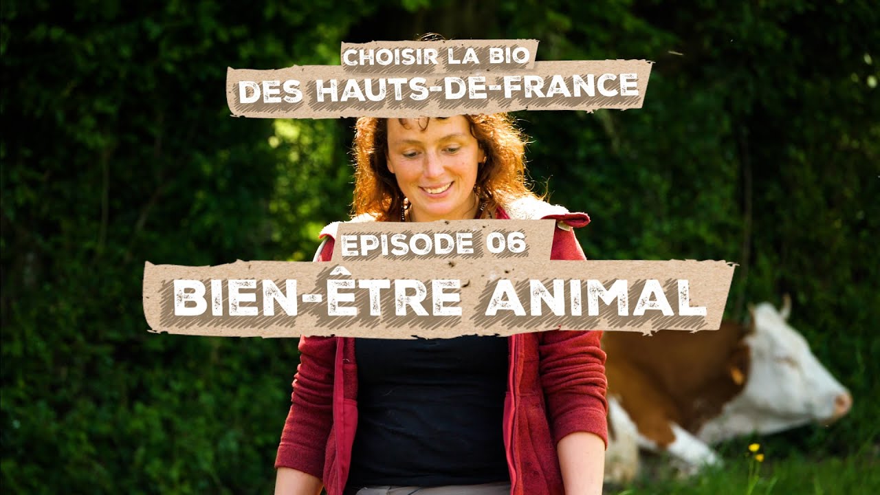 Choisir la bio des Hauts-de-France - épisode 6- Bien-être animal