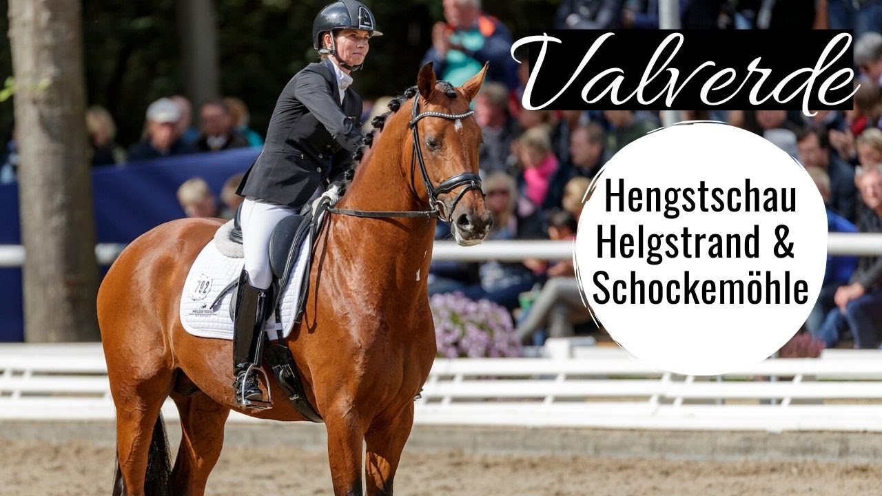 Valverde 🌟 (Vitalis x Ampere) | Hengstschau Helgstrand und Schockemöhle | Unser Bundeschampion!