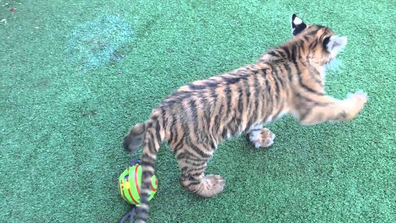 Practising his pouncing !