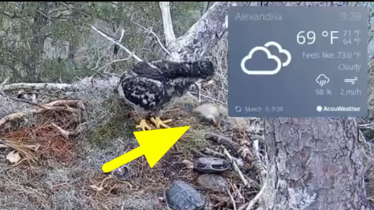 Floppy fish fool small eaglet and jump from the nest | Kisatchie National Forest E-1 | Mar 9, 26