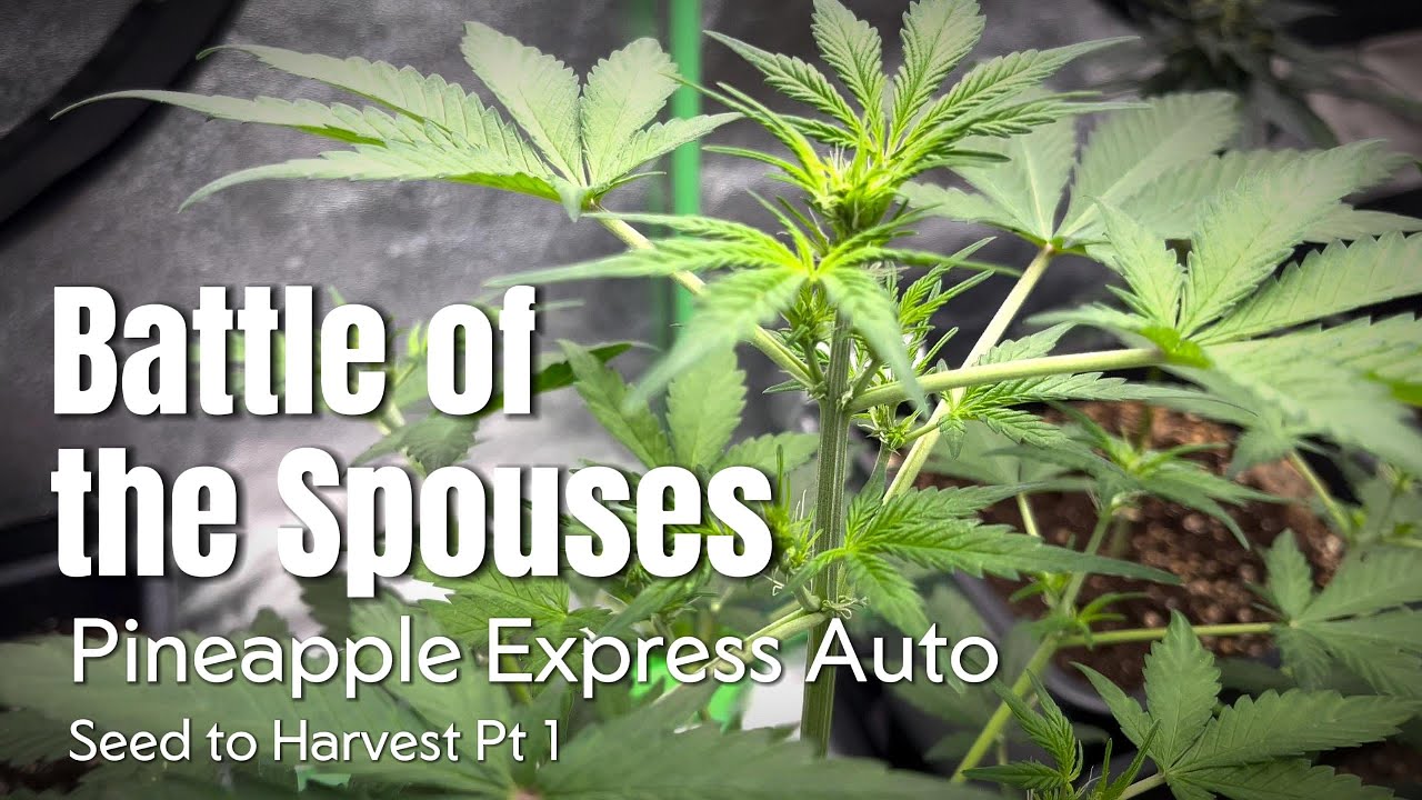 Battle of the Spouses: Pineapple Express Auto Seed to Harvest Pt 1