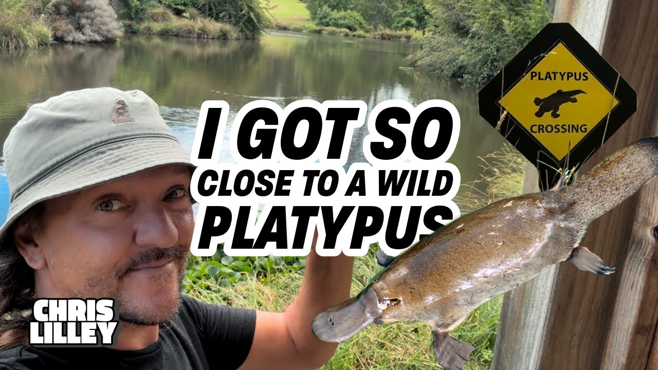 I Got So Close To A Wild Platypus - Tasmania