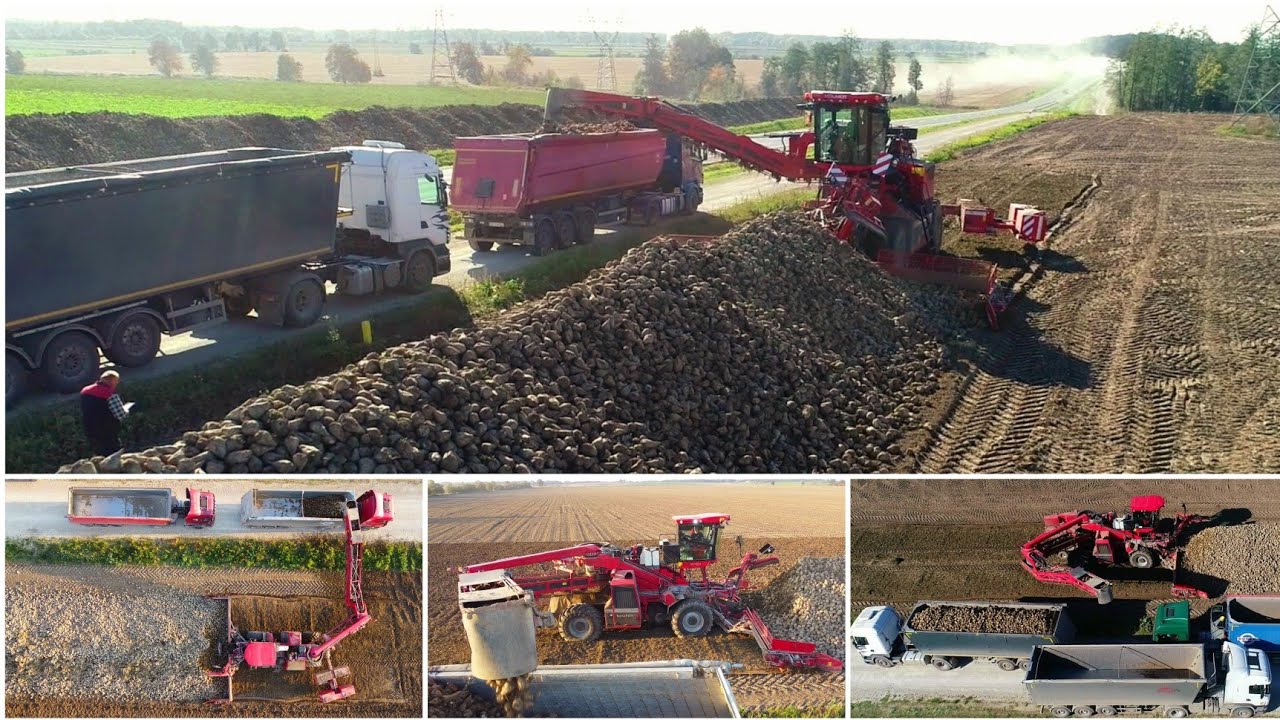 Załadunek buraka - Ponad 60 ciężar&oacute;wek dziennie - Holmer Terra Felis 3