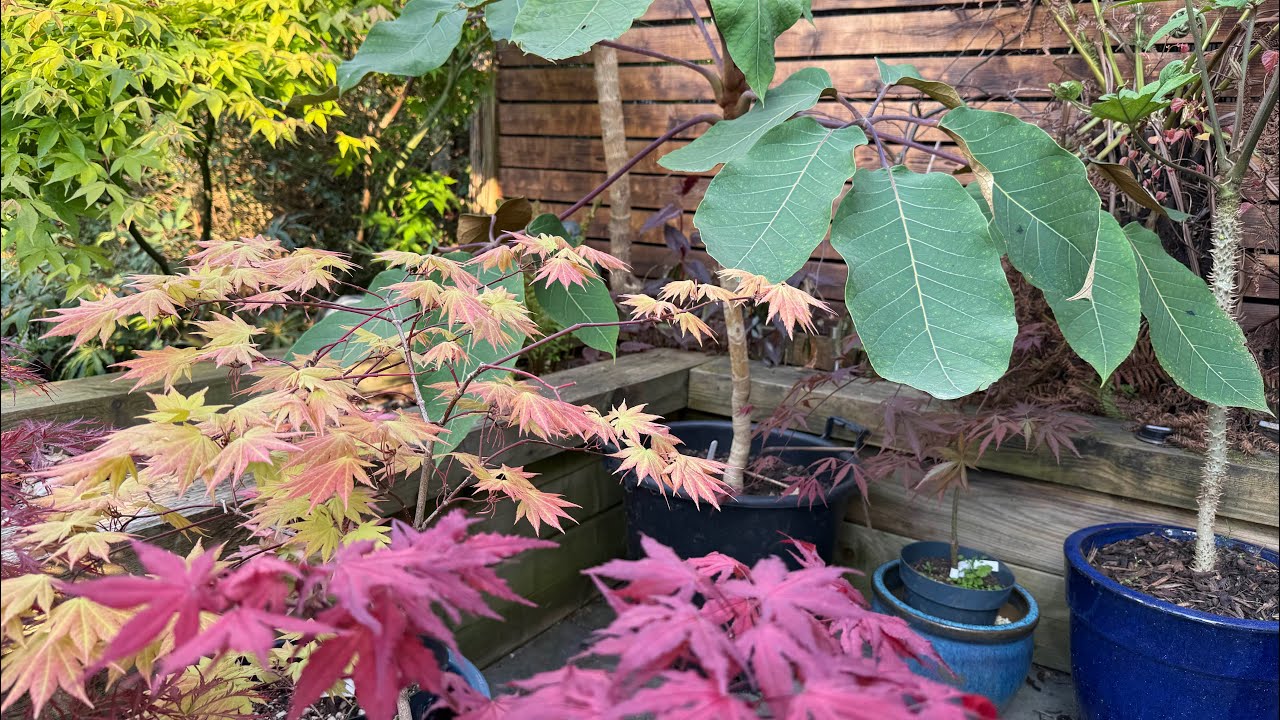 The Perfect Plant For Any Garden 🪴 Japanese Maple Growing Tips and Collection