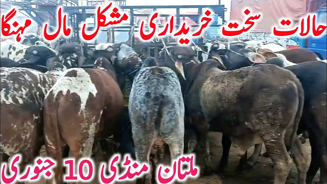 Today Multan Cow Mandi 2025 | Cholistani Sahiwal & Brahman Cows | Global Village Farming