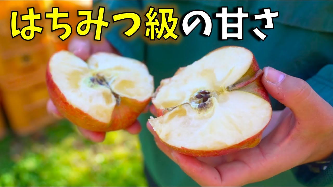 美味いリンゴはこう見分ける！亘理町でリンゴを作って90年の「結城果樹園」に潜入！！