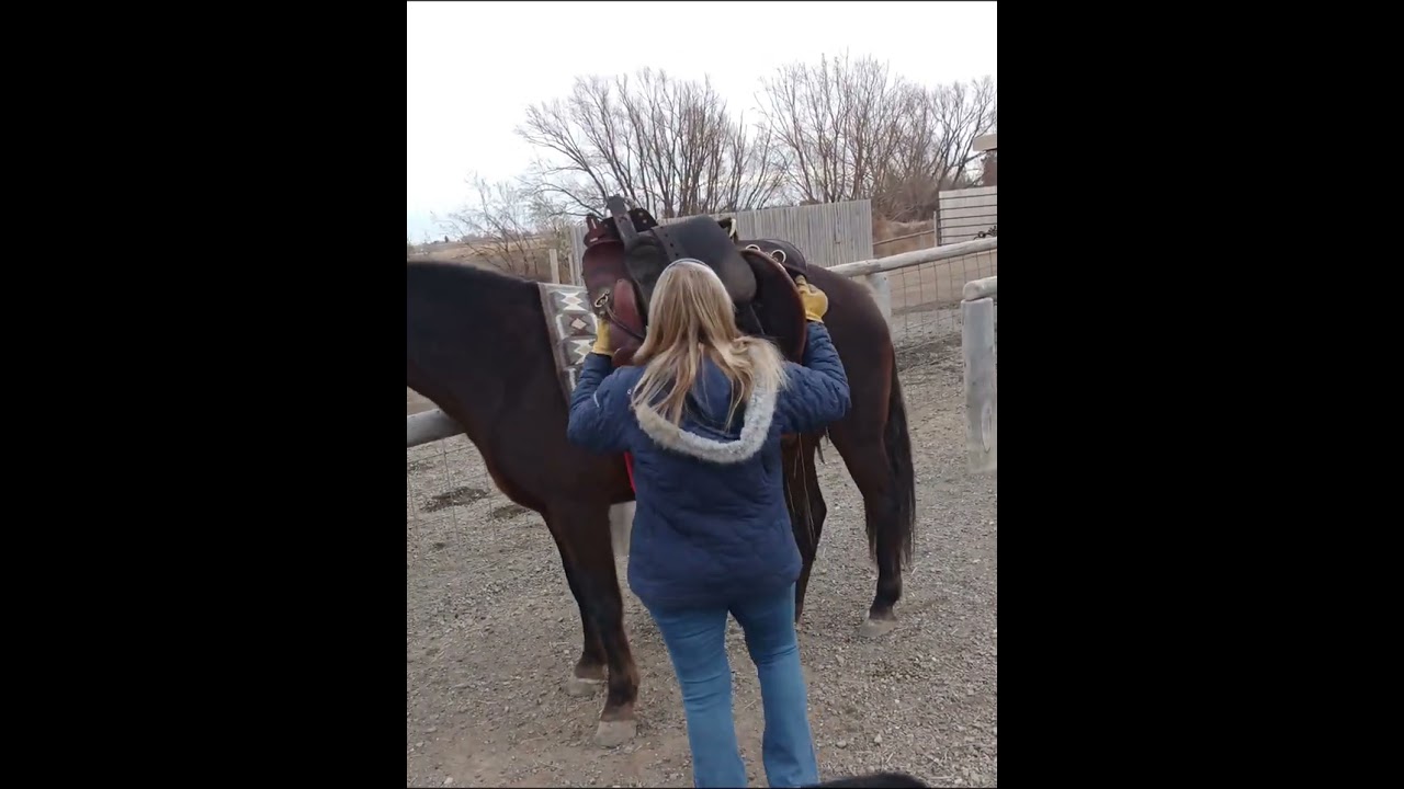 Bumper being saddled