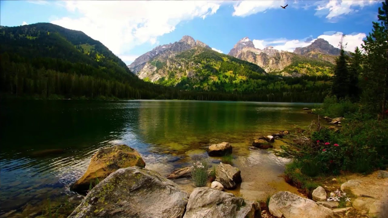 Relaxing Nature Live