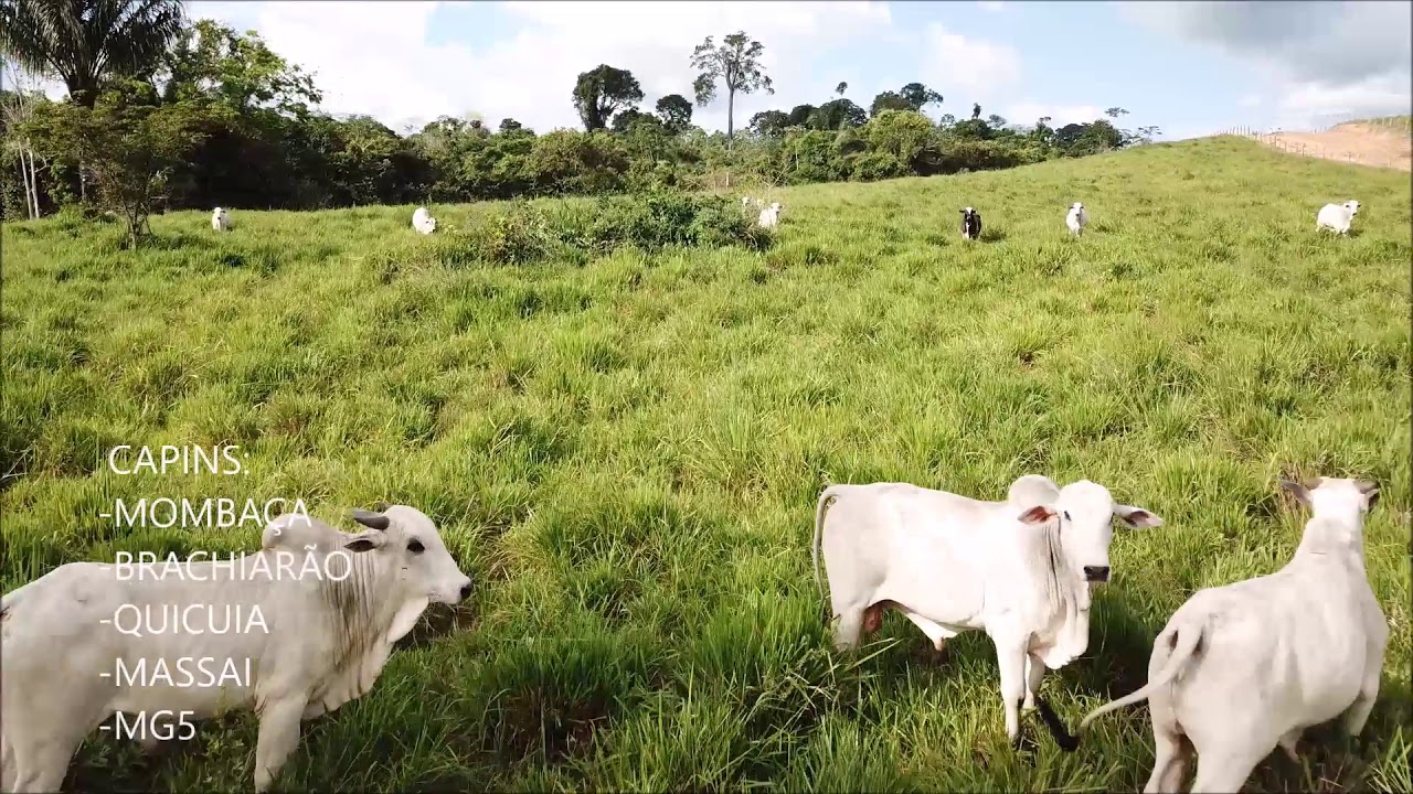 FAZENDA VOLTA GRANDE - MARABÁ-PA