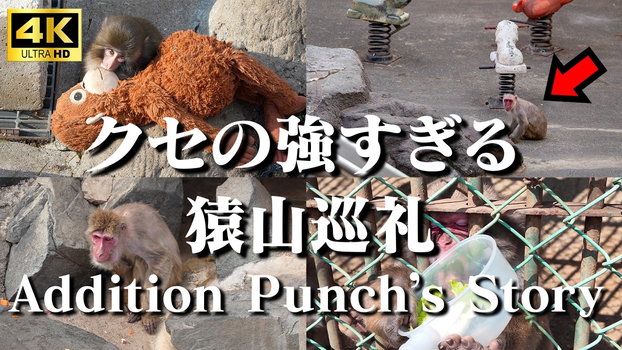 【パンチ君の他にも】クセが強すぎる猿山巡礼！個性的なニホンザル達！　addition Baby Monkey Punch, Japanese Unique Monkeys. | 市川市動植物園
