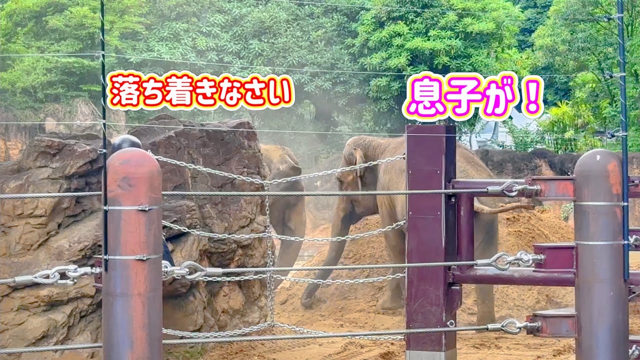 トレーニング終わり後のアルンの雄叫びを聞いて、気が気じゃないウタイママ🐘　6月24日 上野動物園