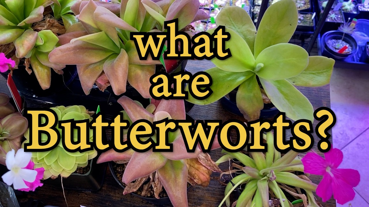What are Butterworts? (Pinguicula, or 