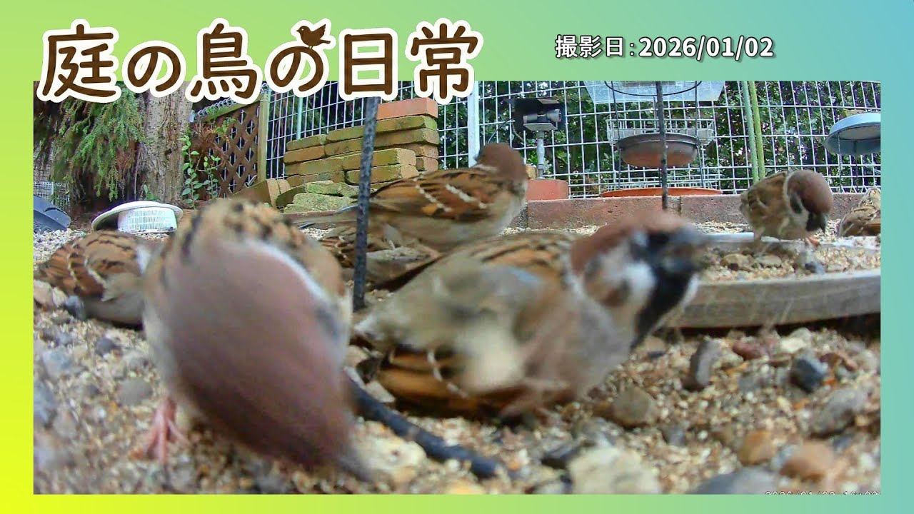 【庭の鳥の日常】(26,01,02) こんな寒い中でも水浴びはかかせない野鳥さん