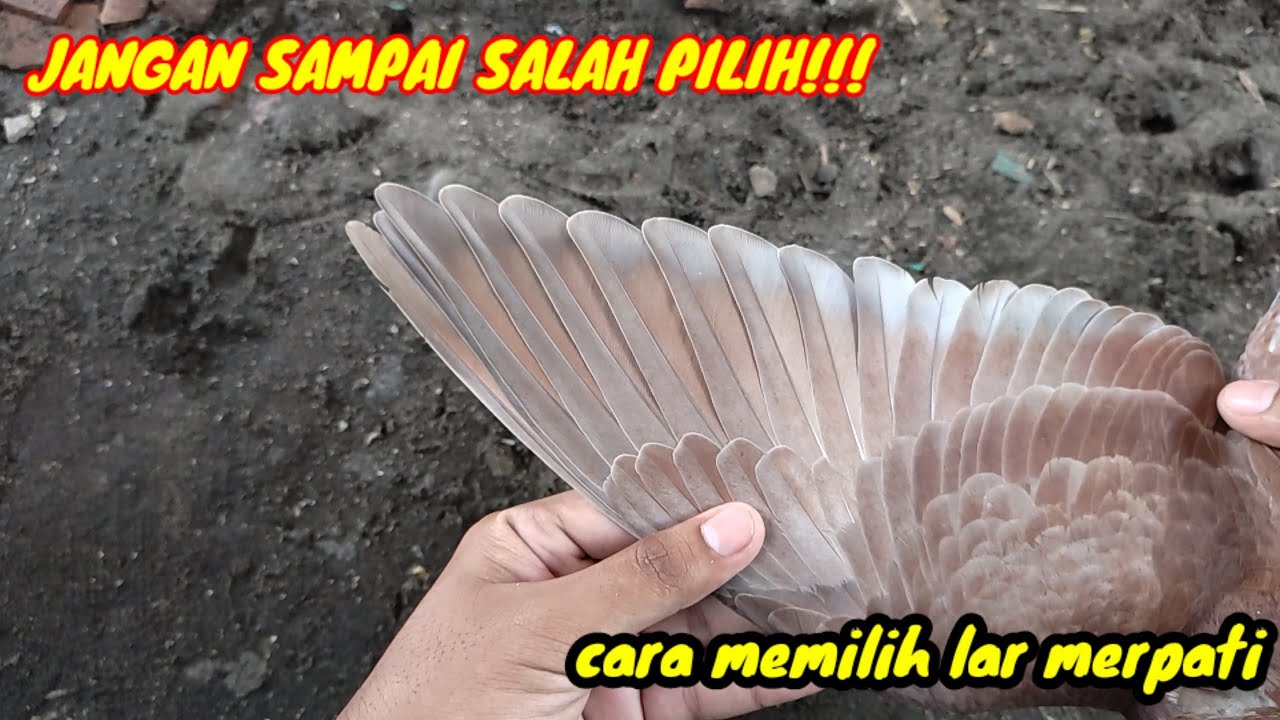 MERPATI LAR LANCIP VS MERPATI LAR BULET...BAGUSAN MANA?