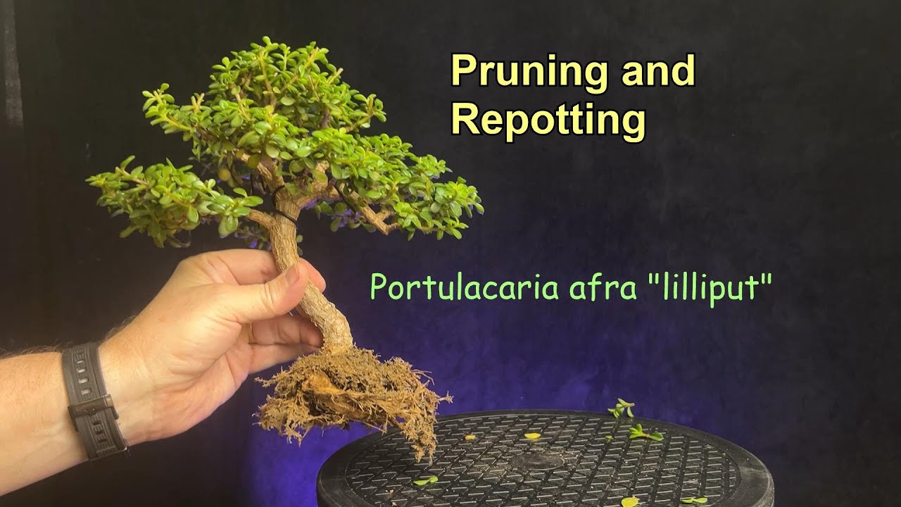 Pruning and repotting a curved trunk portulacaria afra lilliput bonsai tree | dwarf jade
