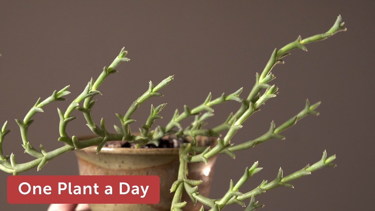 Ruschia uncinata Houseplant Care — 320 of 365