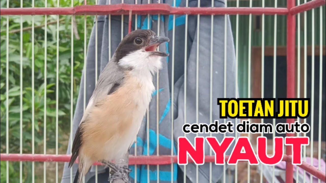 toet toet Suara cendet gacor Pagi Hari pancingan jitu BIKIN cendet diam langsung nyaut ikutan bunyi
