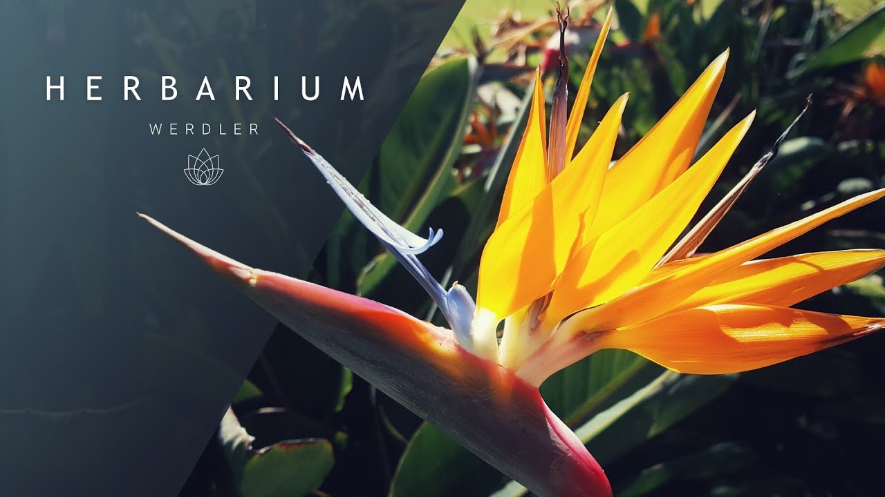 Strelitzia reginae - (Bird of paradise)