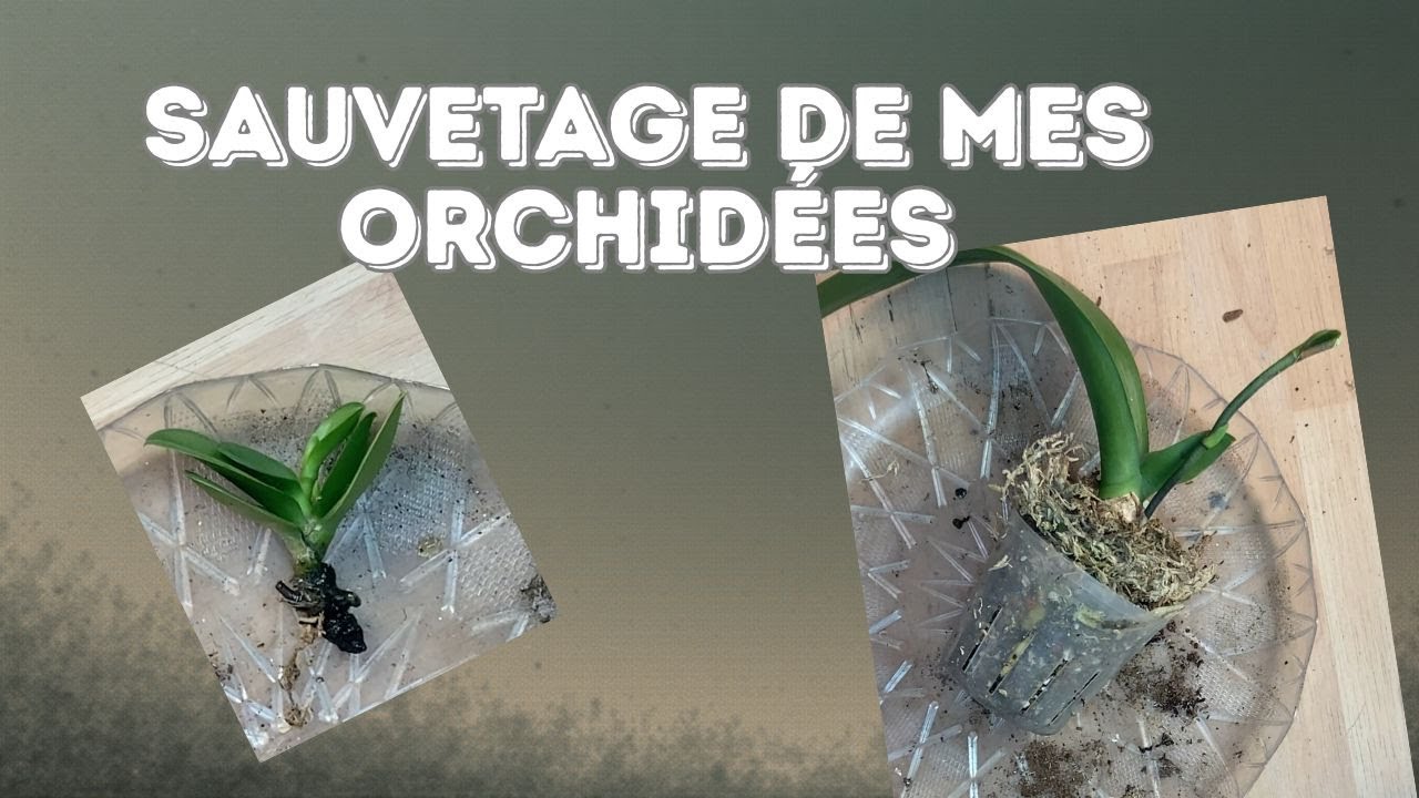 Rempotage express d'orchidées (2e rescue?)